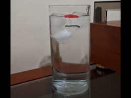 Enigma do copo de água com gelo: o nível sobe ou não quando os cubos derretem?