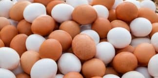 Ovo branco ou marrom: afinal, qual é o melhor? A verdade que ninguém te conta