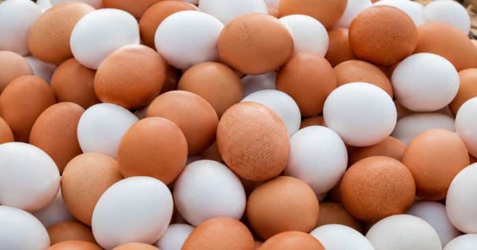 Ovo branco ou marrom: afinal, qual é o melhor? A verdade que ninguém te conta