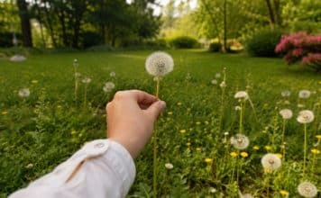 sabiaspalavras.com - S&aacute;bias Palavras
