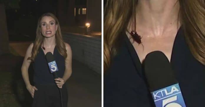 Barata sobe no pescoço de jornalista durante transmissão ao vivo e reação surpreendente impressiona milhões; assista ao vídeo
