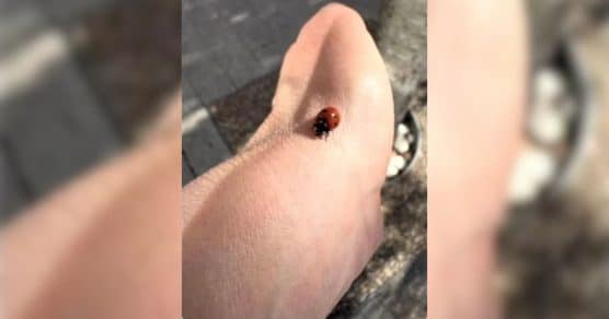 Depois que você vê… não vai conseguir “desver”: internet enlouquece com esta ilusão de ótica