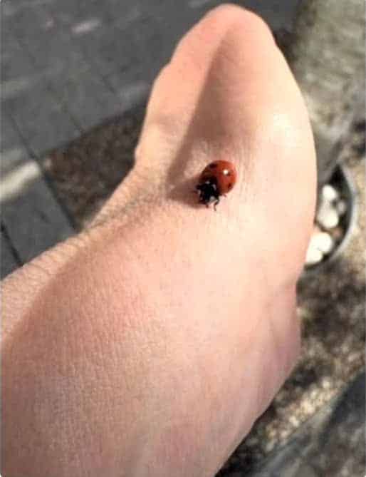 sabiaspalavras.com - Depois que voc&ecirc; v&ecirc;&hellip; n&atilde;o vai conseguir "desver": internet enlouquece com esta ilus&atilde;o de &oacute;tica