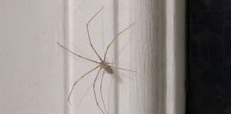 Encontrou uma ‘aranha grande’ em casa? Antes de matá-la, você precisa saber isso
