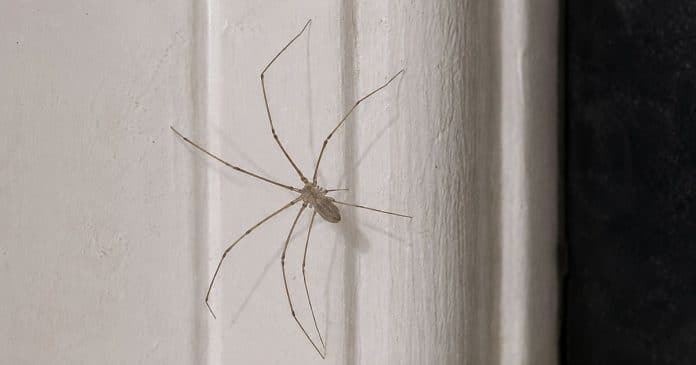 Encontrou uma ‘aranha grande’ em casa? Antes de matá-la, você precisa saber isso