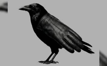 sabiaspalavras.com - S&aacute;bias Palavras