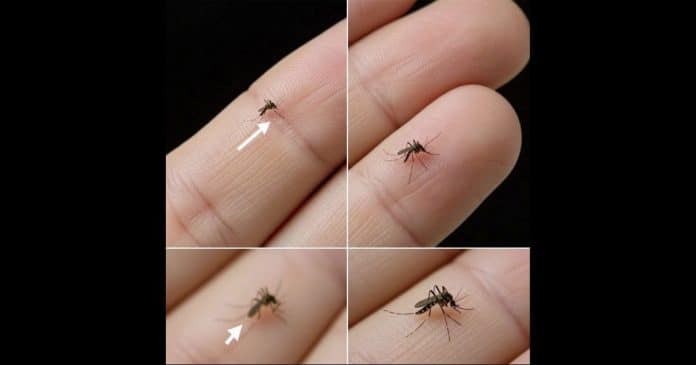 Dica INFALÍVEL para encontrar um pernilongo escondido dentro do seu quarto