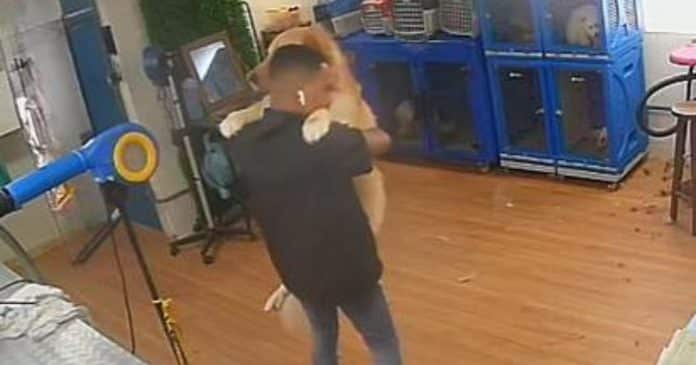 Tutor achava estranho o cachorro demorar tanto no pet shop; quando viu as imagens, ficou sem acreditar