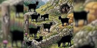 99% das pessoas erram ao tentar encontrar todas as cabras neste desafio intrigante! Você consegue acertar?