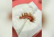 Estrutura curva rosada com projeções marrons pontiagudas sobre papel branco, com laterais desfocadas.
