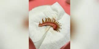 Estrutura curva rosada com projeções marrons pontiagudas sobre papel branco, com laterais desfocadas.