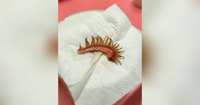 Seu cachorro voltou do passeio com algo preso ao pelo? Veja o que observar antes de puxar