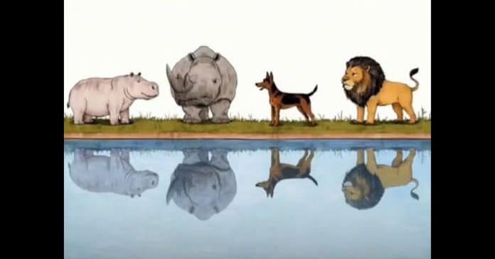 “Encontre o reflexo errado”: há um detalhe escondido nesta imagem que quase ninguém consegue perceber