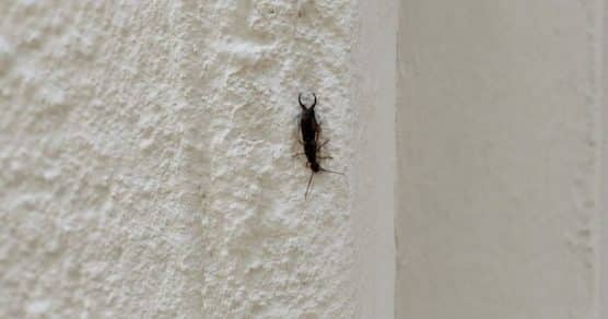 Encontrou este inseto dentro de casa? O que isso pode significar e o que fazer