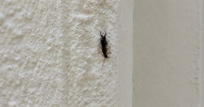 Encontrou este inseto dentro de casa? O que isso pode significar e o que fazer